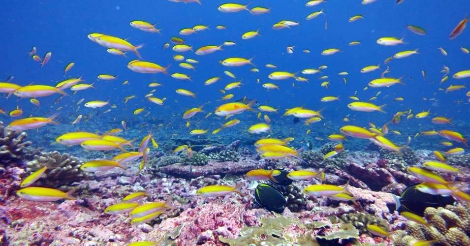 ‘Scary’: Warming of Oceans Is Equivalent to 1.5 Atomic Bombs Every Second Over Past 150 Years